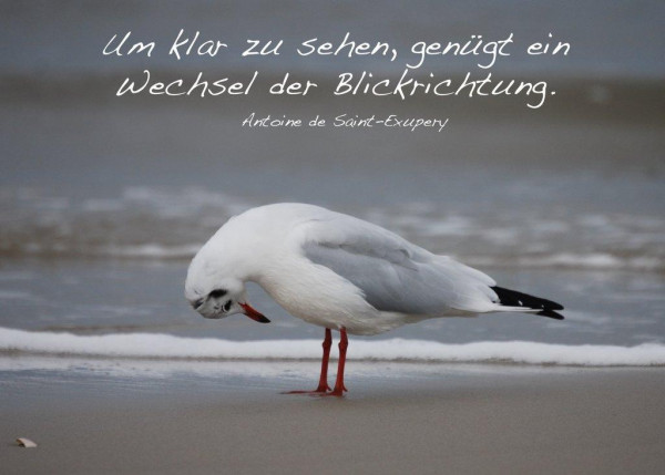 Foto-Postkarte A6 Möwe