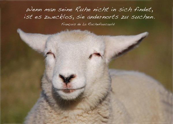 Foto-Postkarte A6 Schaf
