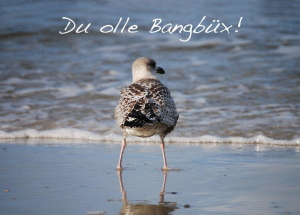 Foto-Postkarte A6 Möwe