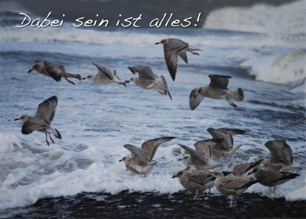 Foto-Postkarte A6 Möwen