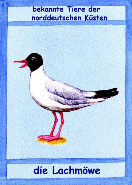 Postkarte Küstentiere, Lachmöwe