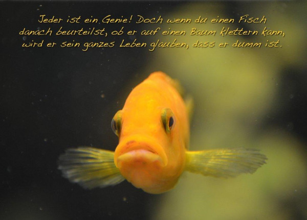 Foto-Postkarte A6 Fisch