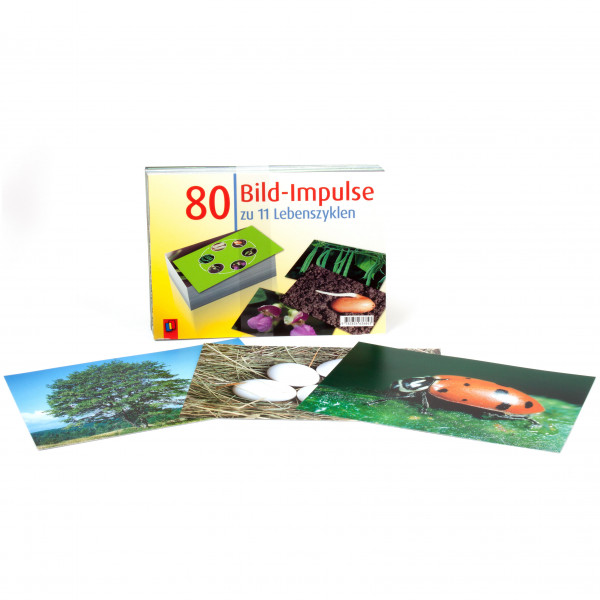 80 Bild-Impulse Lebenszyklen