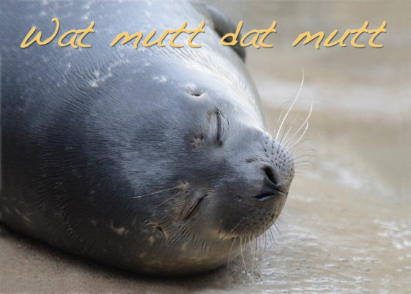 Foto-Postkarte A6 Robbe