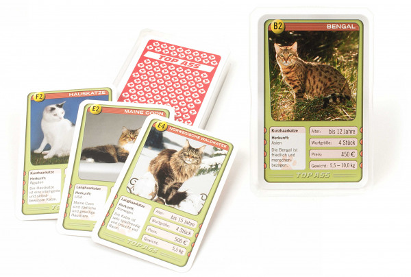Quartett Katzen