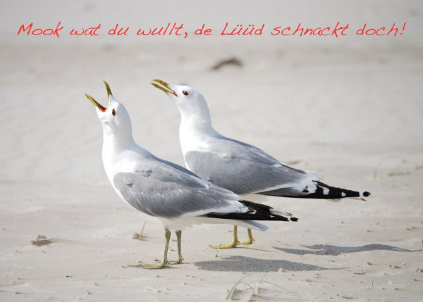 Foto-Postkarte A6 Möwen