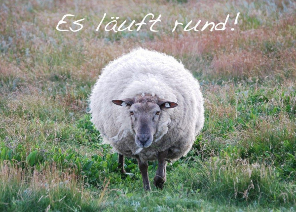 Foto-Postkarte A6 Schaf