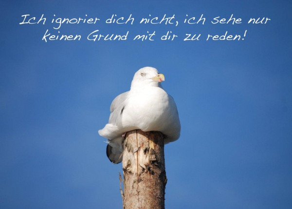 Foto-Postkarte A6 Möwe