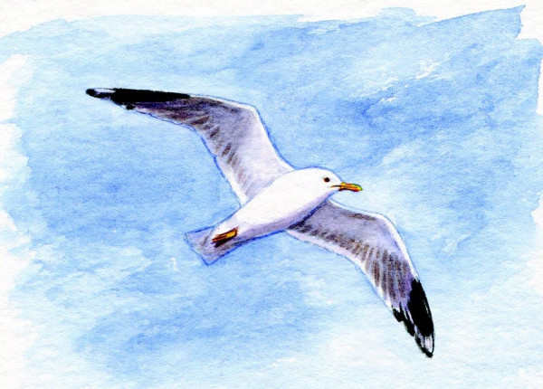 Postkarte Möwe am Himmel
