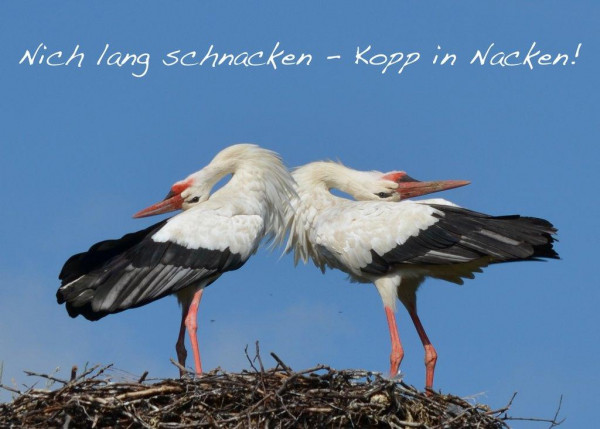 Foto-Postkarte A6 Störche