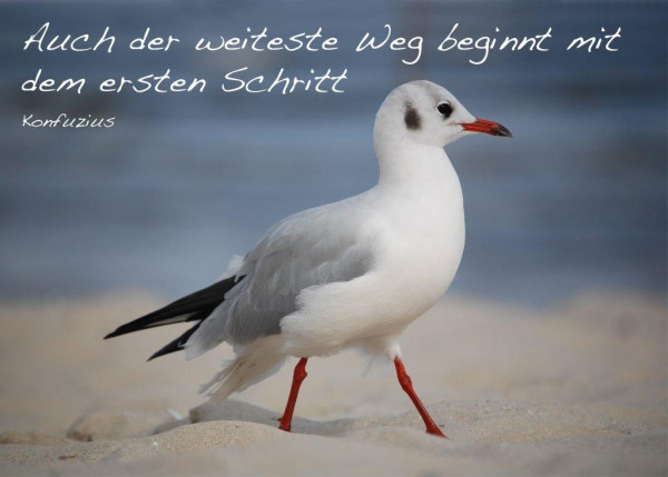 Foto-Postkarte A6 Möwe
