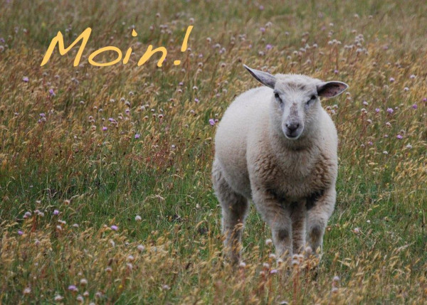 Foto-Postkarte A6 Schaf