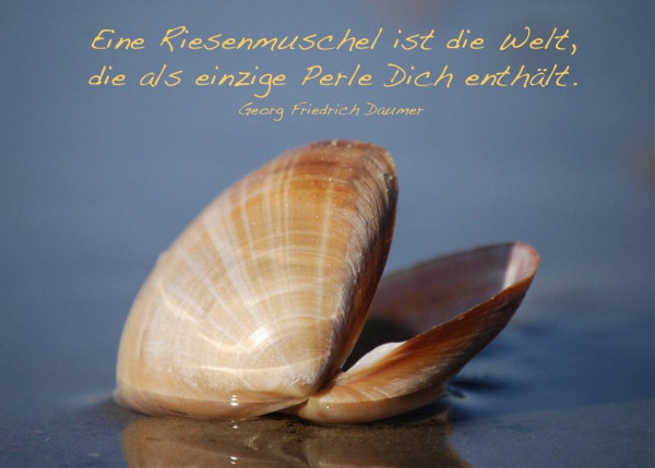 Foto-Postkarte A6 Muschel