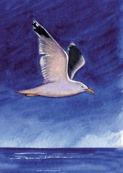 Postkarte A6 Möwe