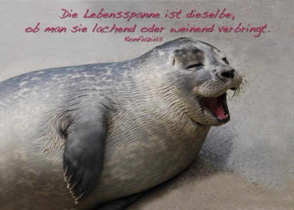 Foto-Postkarte A6 Robbe