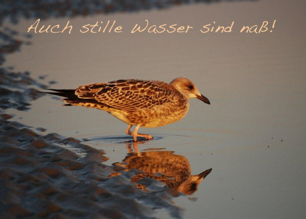Foto-Postkarte A6 Möwen