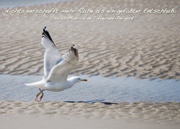 Foto-Postkarte A6 Möwe