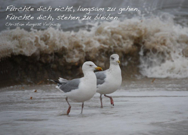 Foto-Postkarte A6 Möwen